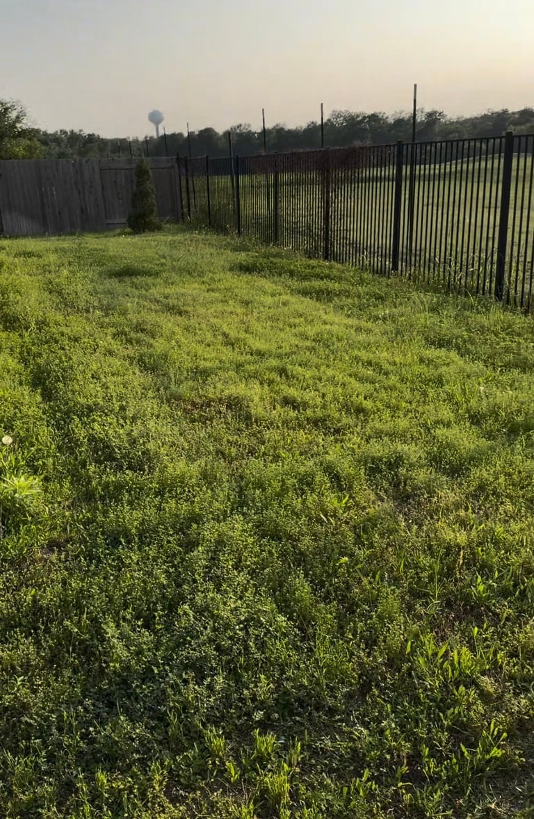 Overgrown grass field with black metal fencing and trees in background at dusk