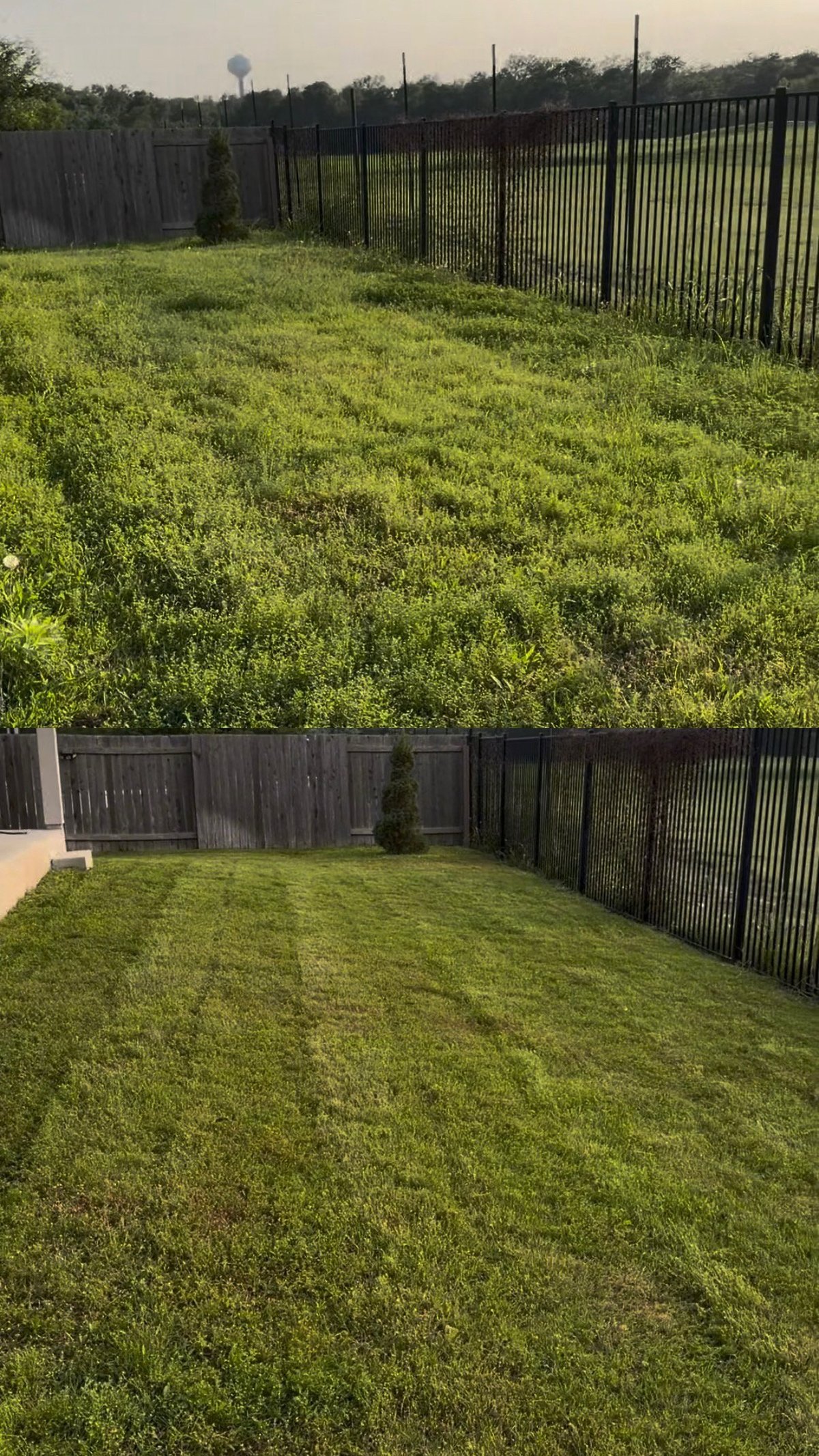 Before and after comparison of residential lawn care, showing overgrown weedy grass above and neatly maintained grass below, both enclosed by black metal fencing.