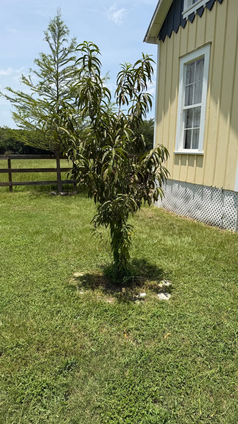 Young fruit tree planted in green lawn beside a yellow farmhouse with black fence in background