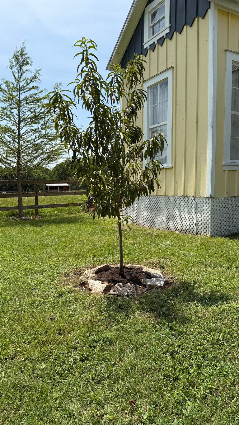 Young tree planted in yard with stone ring surround, yellow house with dark trim in background