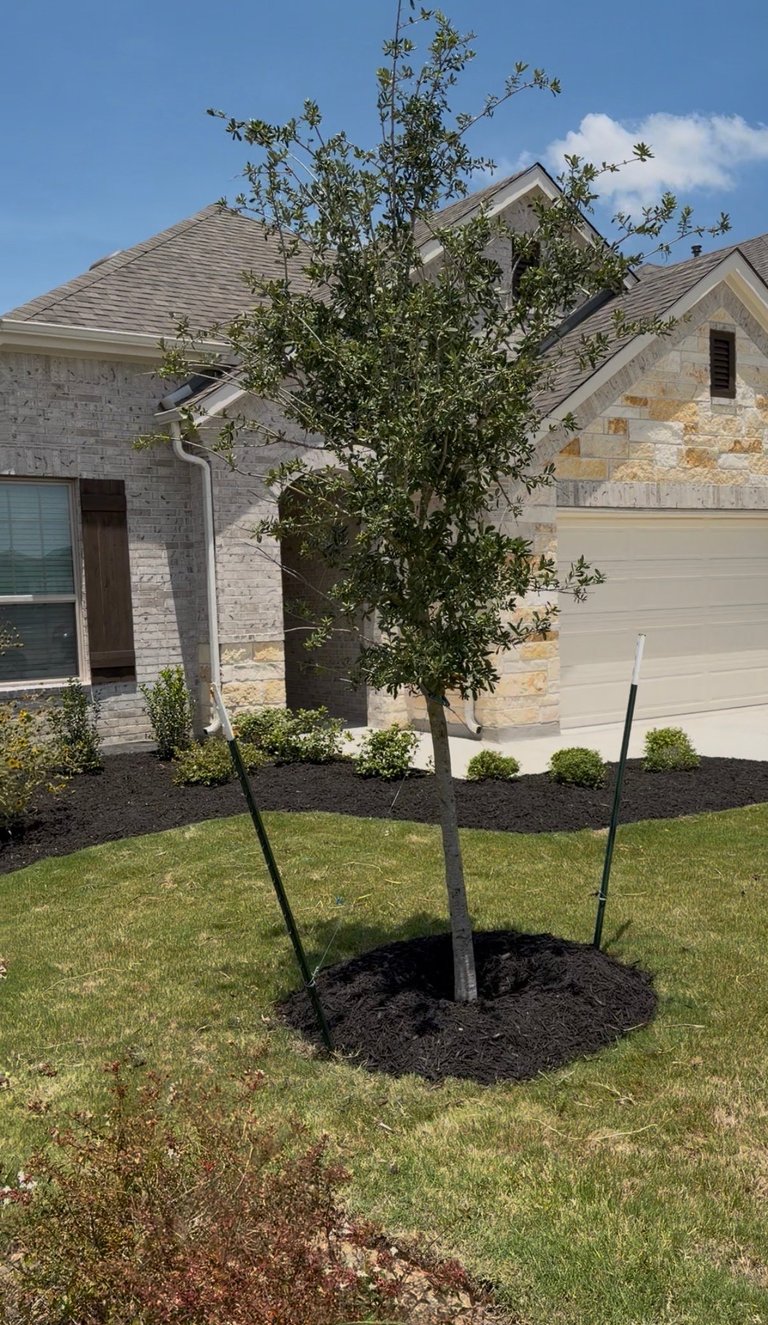 Newly planted young tree with support stakes in lawn in front of modern residential home with stone exterior