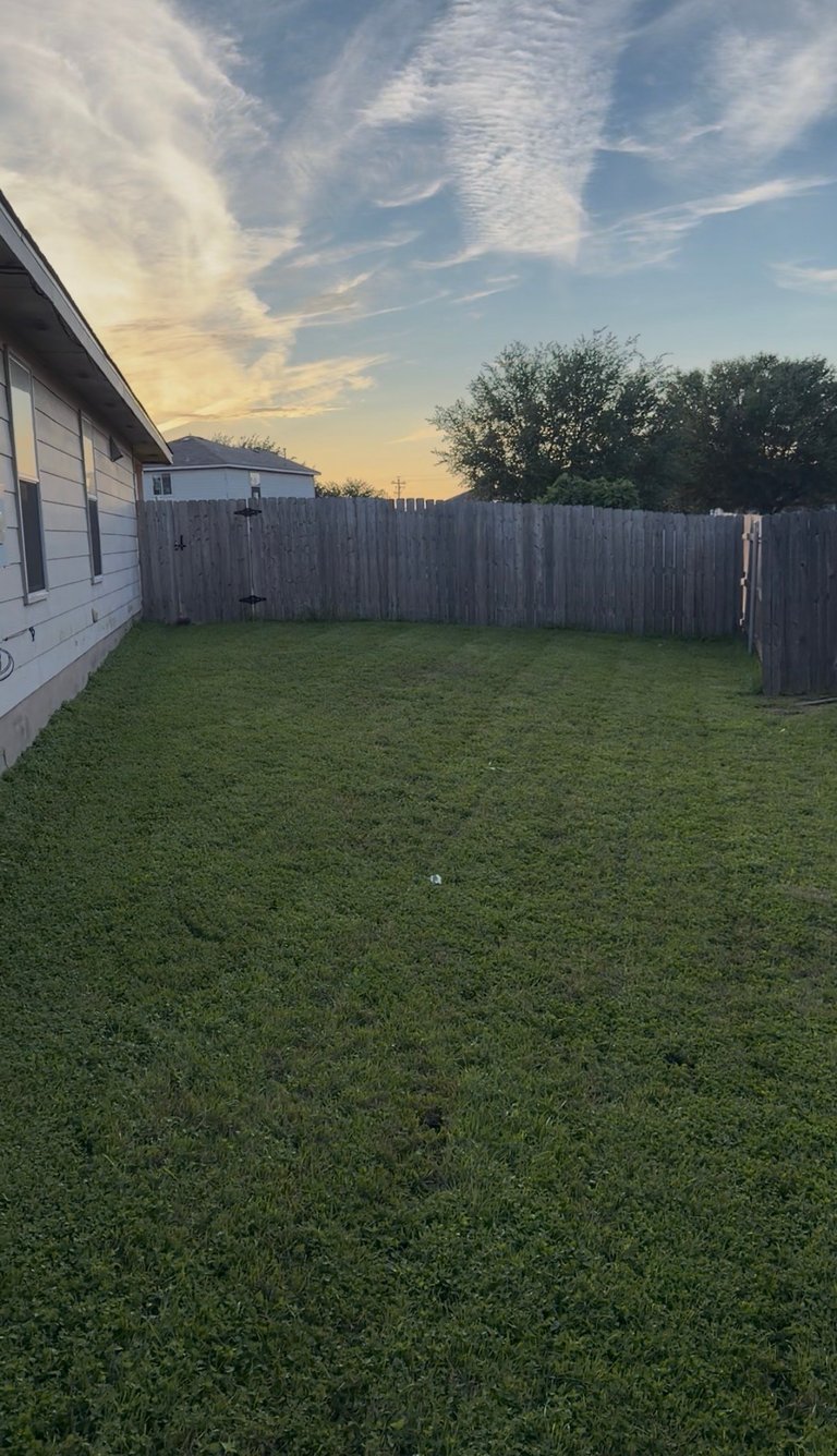 Empty fenced backyard with green lawn, wooden fence, house on left, trees and sunset sky at dusk