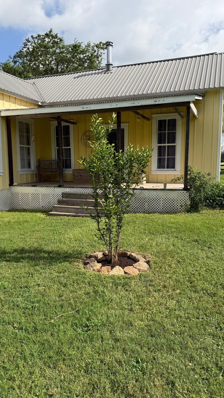 Yellow cottage with metal roof and porch, young tree planted in lawn in foreground