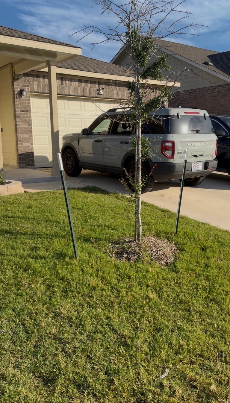 Young tree with support stakes in lawn in front of brick house with two-car garage and parked vehicles