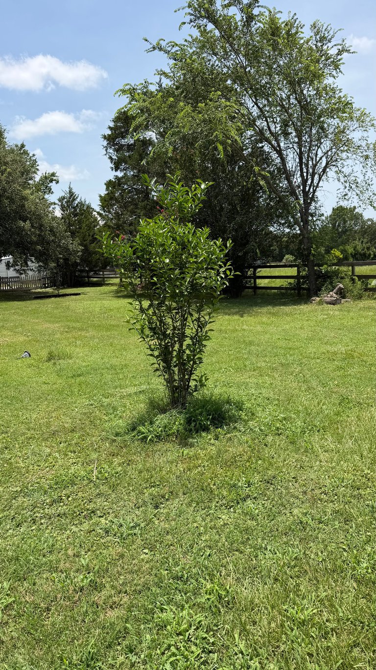 Young sapling tree in a grassy pasture with wooden fencing and mature trees in the background under a blue sky
