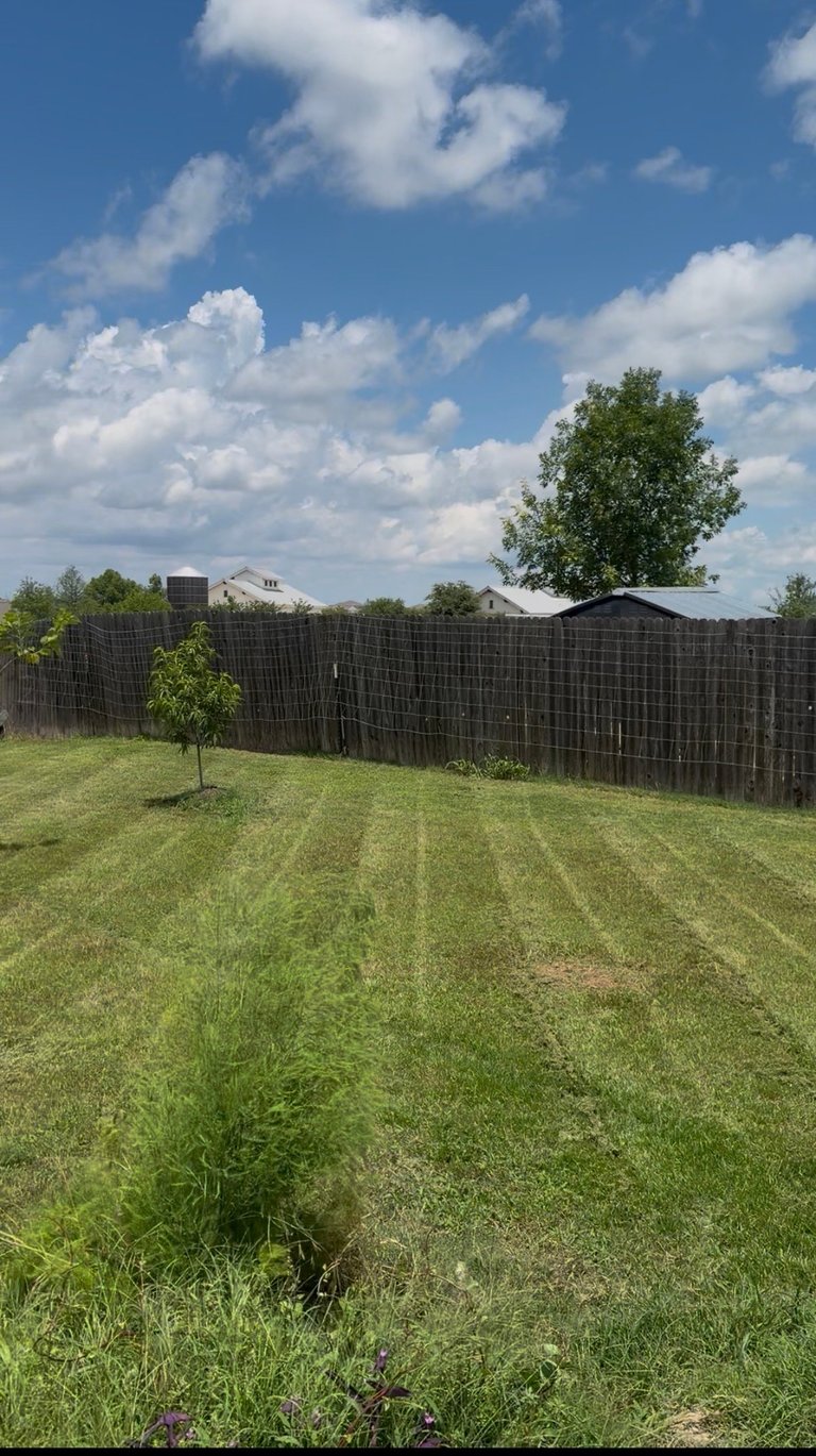 Freshly mowed residential yard with striped grass pattern, wooden fence, young tree, and blue sky with white clouds in background